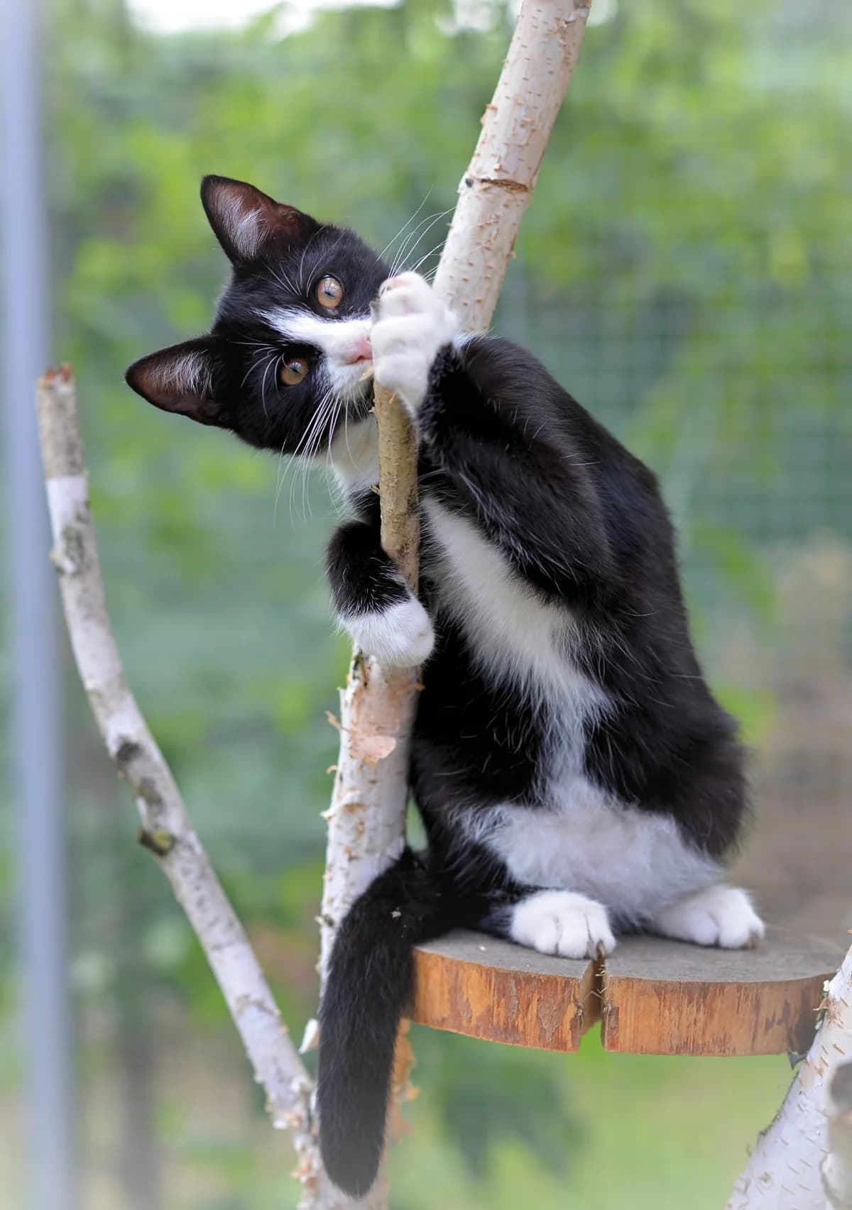 Oreo, Mixed Breed for adoption at Oaza dla Zwierząt Mielec