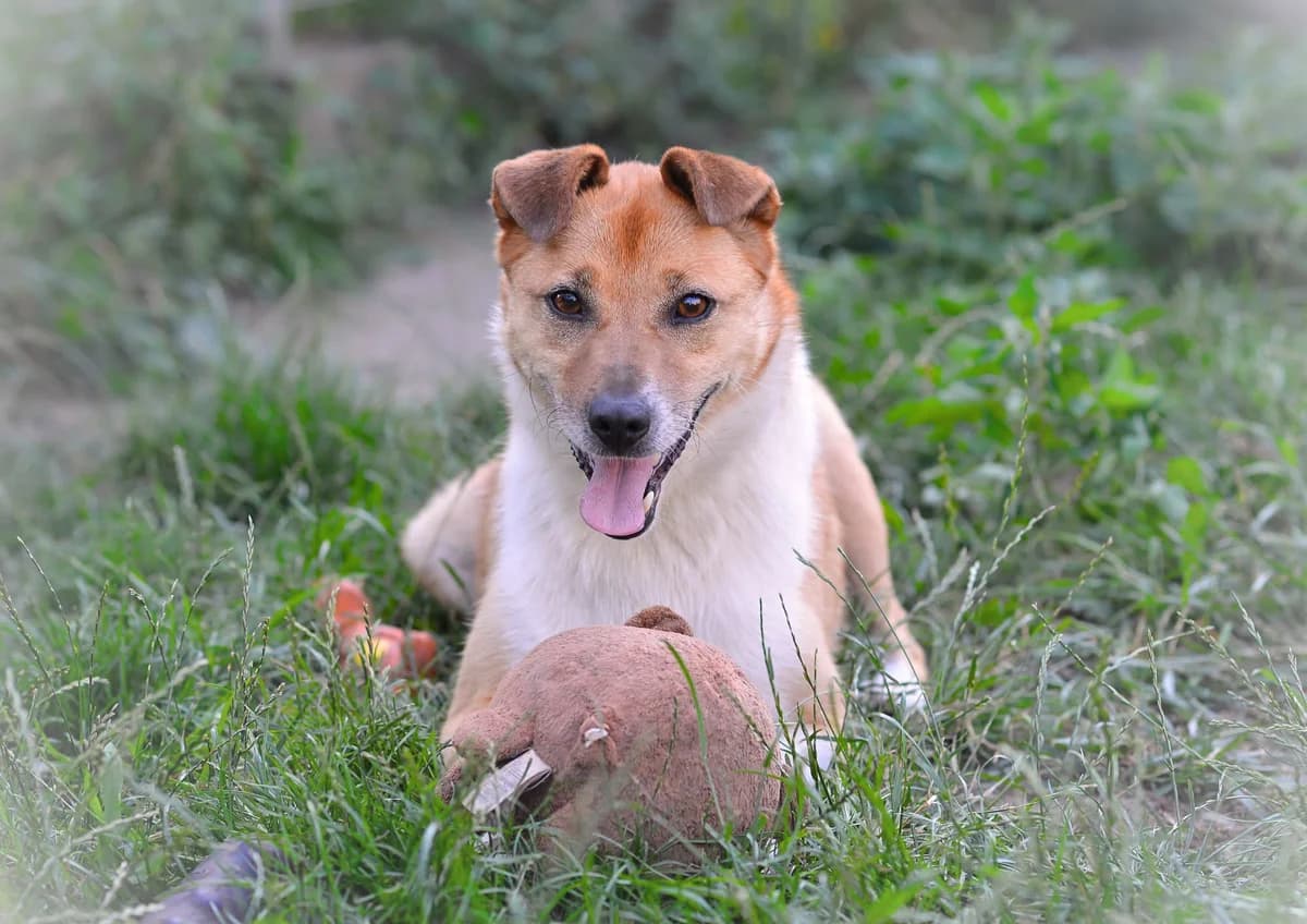 Orzech, senior Mixed Breed for adoption at Oaza dla Zwierząt Mielec