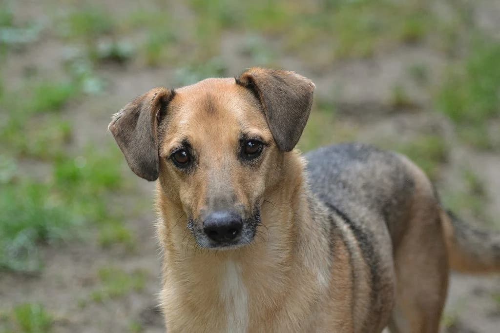 Pazurek, senior Mixed Breed for adoption at Oaza dla Zwierząt Mielec