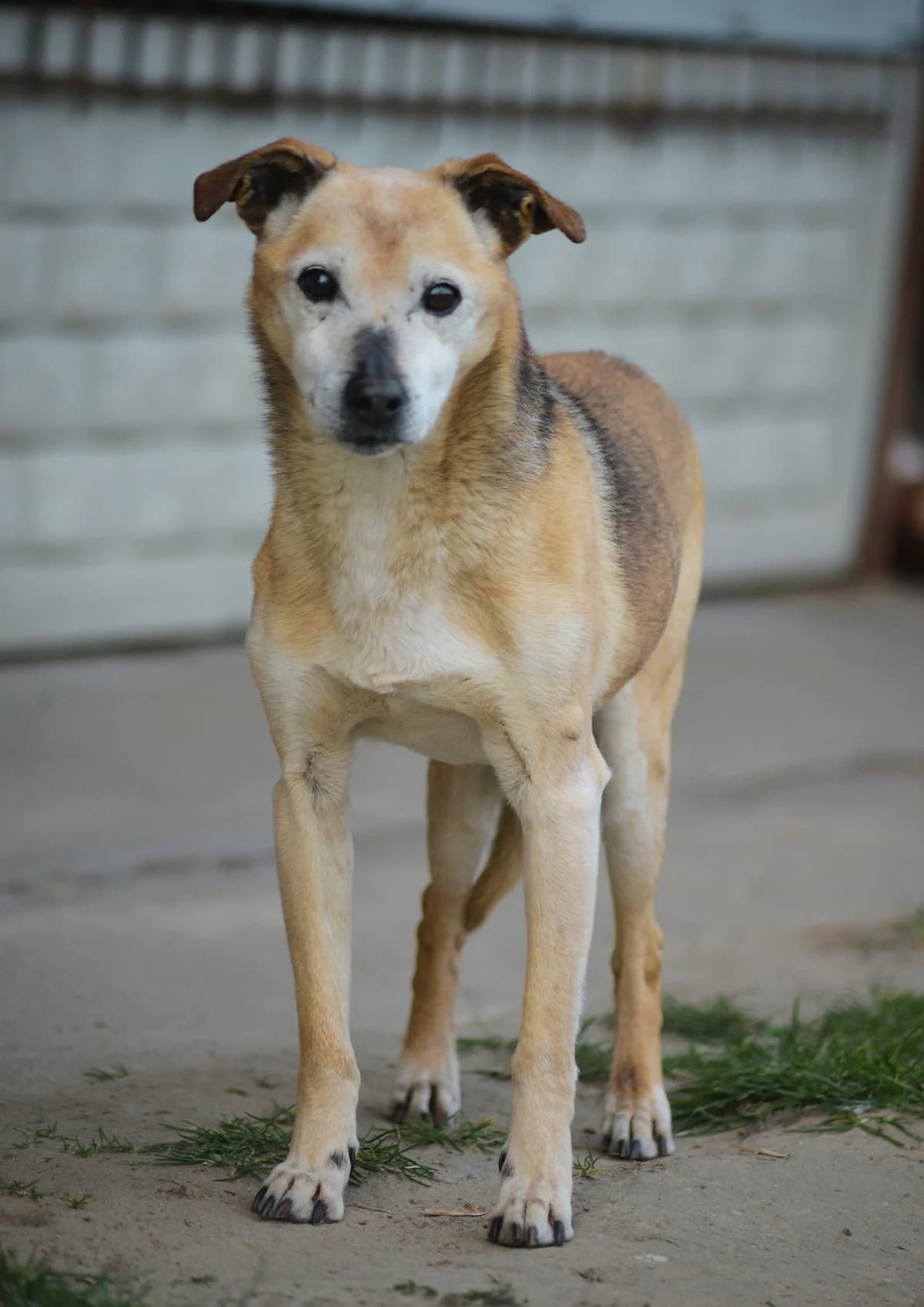 Pino, senior Mixed Breed for adoption at Oaza dla Zwierząt Mielec