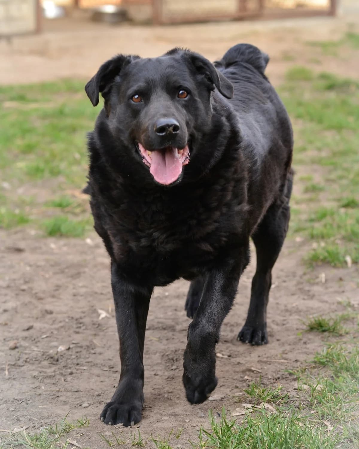 Piorun, Mixed Breed for adoption at Oaza dla Zwierząt Mielec