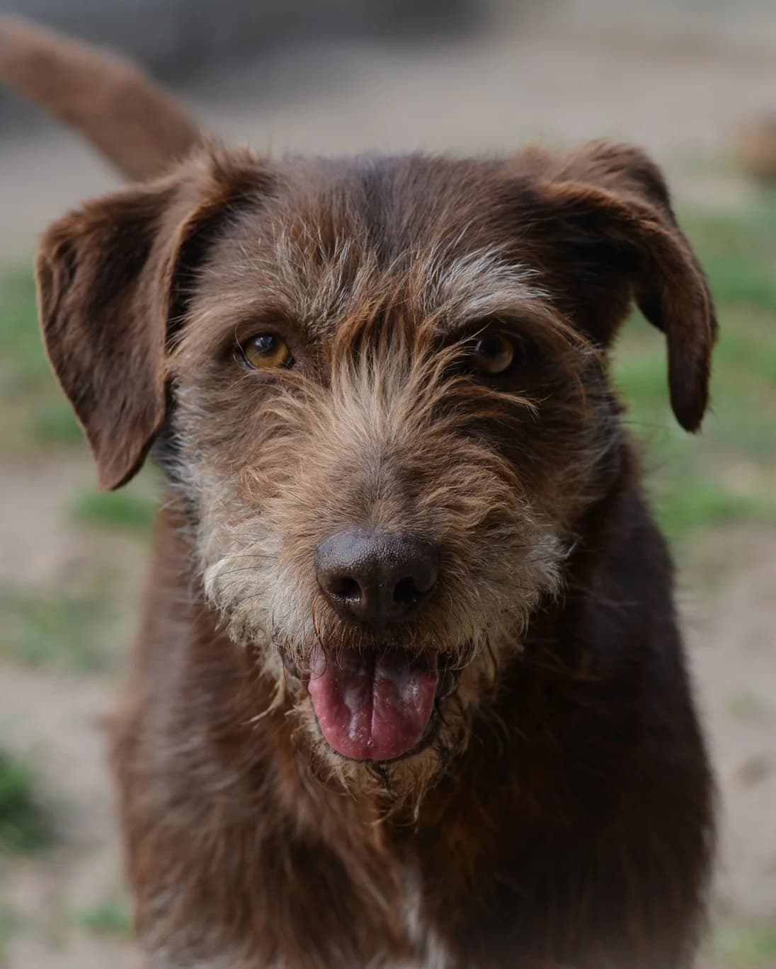 Prezes, Mixed Breed for adoption at Oaza dla Zwierząt Mielec