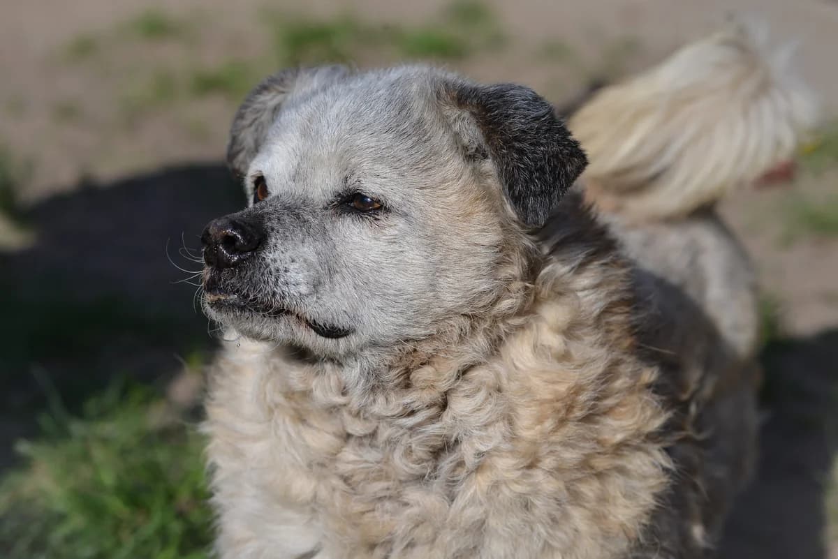 Puti, senior Mixed Breed for adoption at Oaza dla Zwierząt Mielec