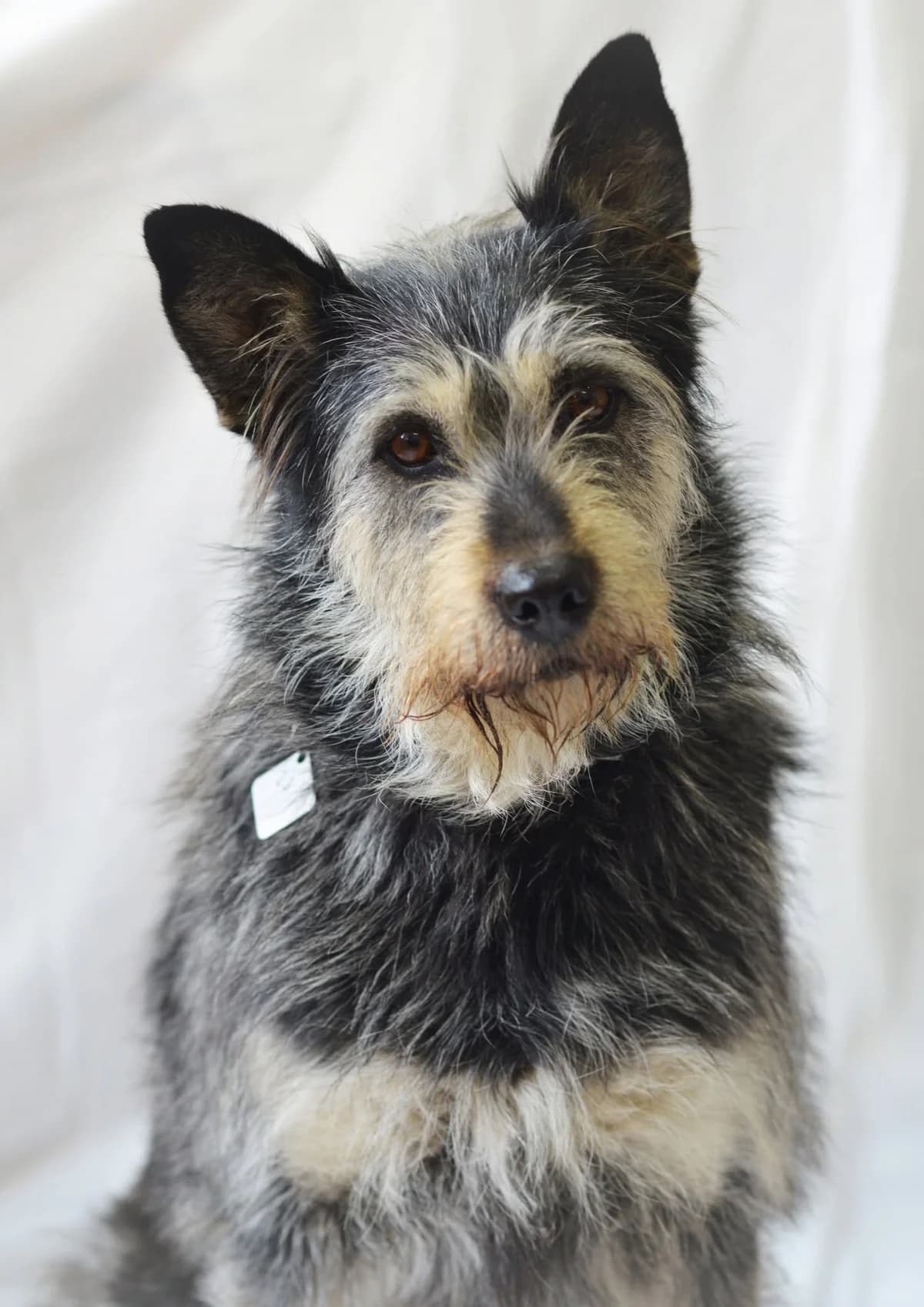 Sally, senior Mixed Breed for adoption at Oaza dla Zwierząt Mielec