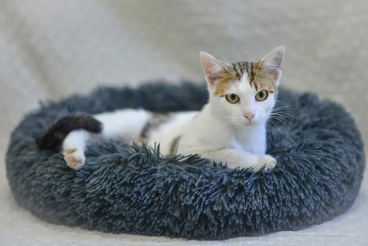 Selena, Mixed Breed for adoption at Oaza dla Zwierząt Mielec