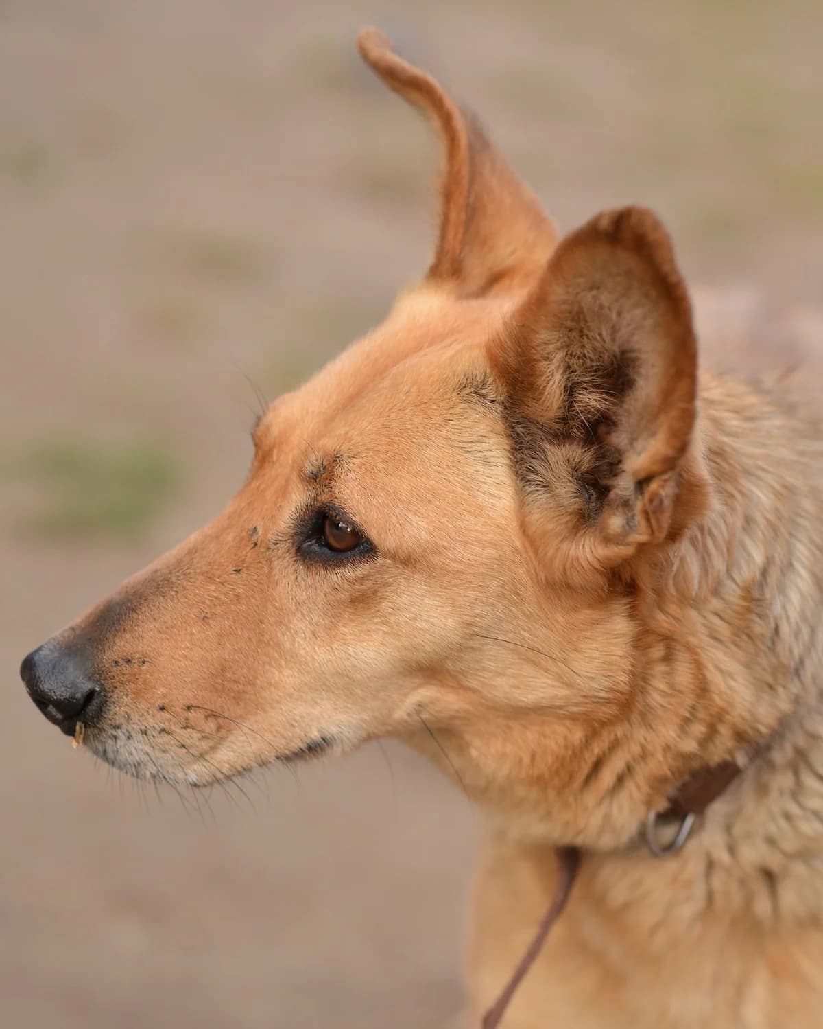 Simona, Mixed Breed for adoption at Oaza dla Zwierząt Mielec
