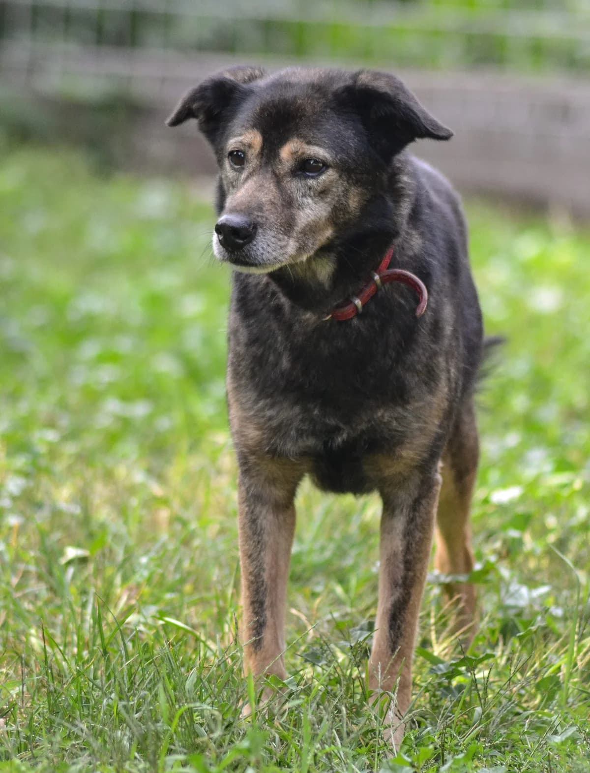 Szarek, senior Mixed Breed for adoption at Oaza dla Zwierząt Mielec