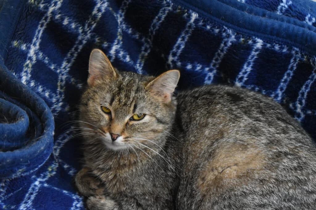 Trixie, Mixed Breed for adoption at Oaza dla Zwierząt Mielec