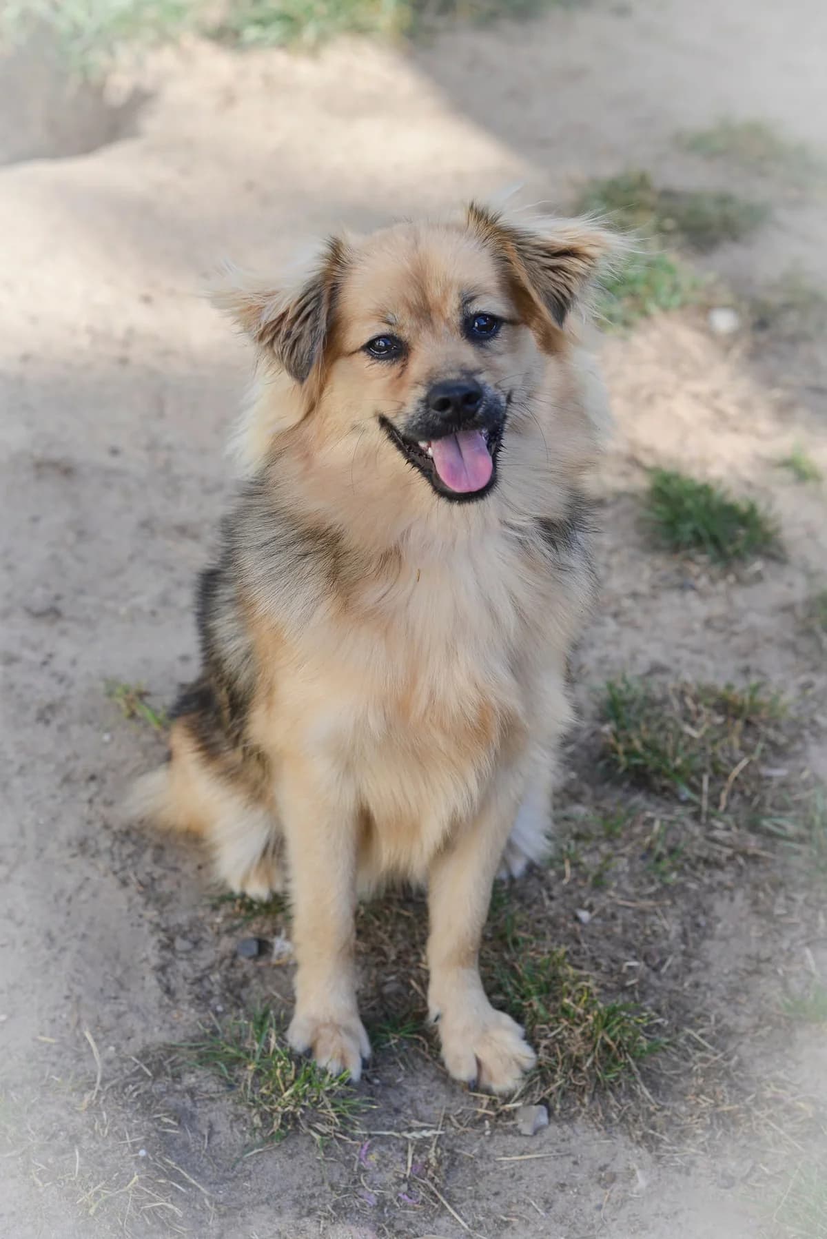 Wanilia, puppy Mixed Breed for adoption at Oaza dla Zwierząt Mielec