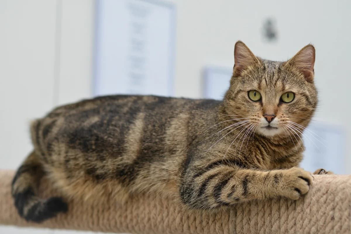 Wiśnia, Mixed Breed for adoption at Oaza dla Zwierząt Mielec