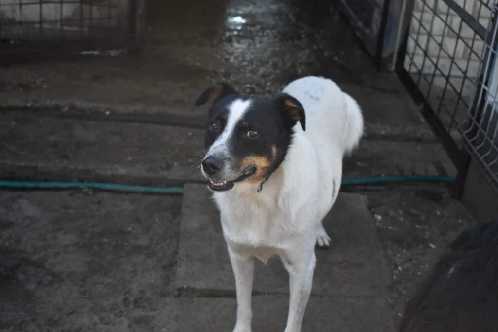 Żagiel, 3yo Mixed Breed for adoption at Oaza dla Zwierząt Mielec