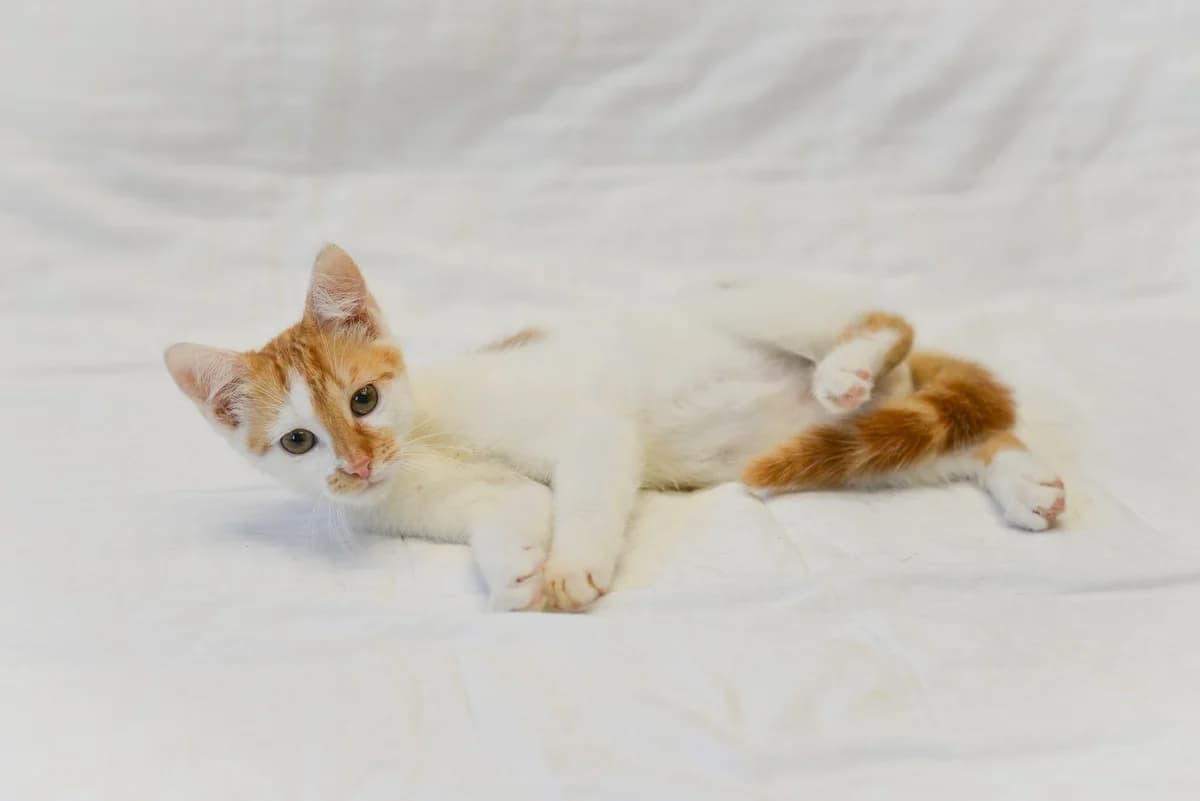 Zeus, Mixed Breed for adoption at Oaza dla Zwierząt Mielec