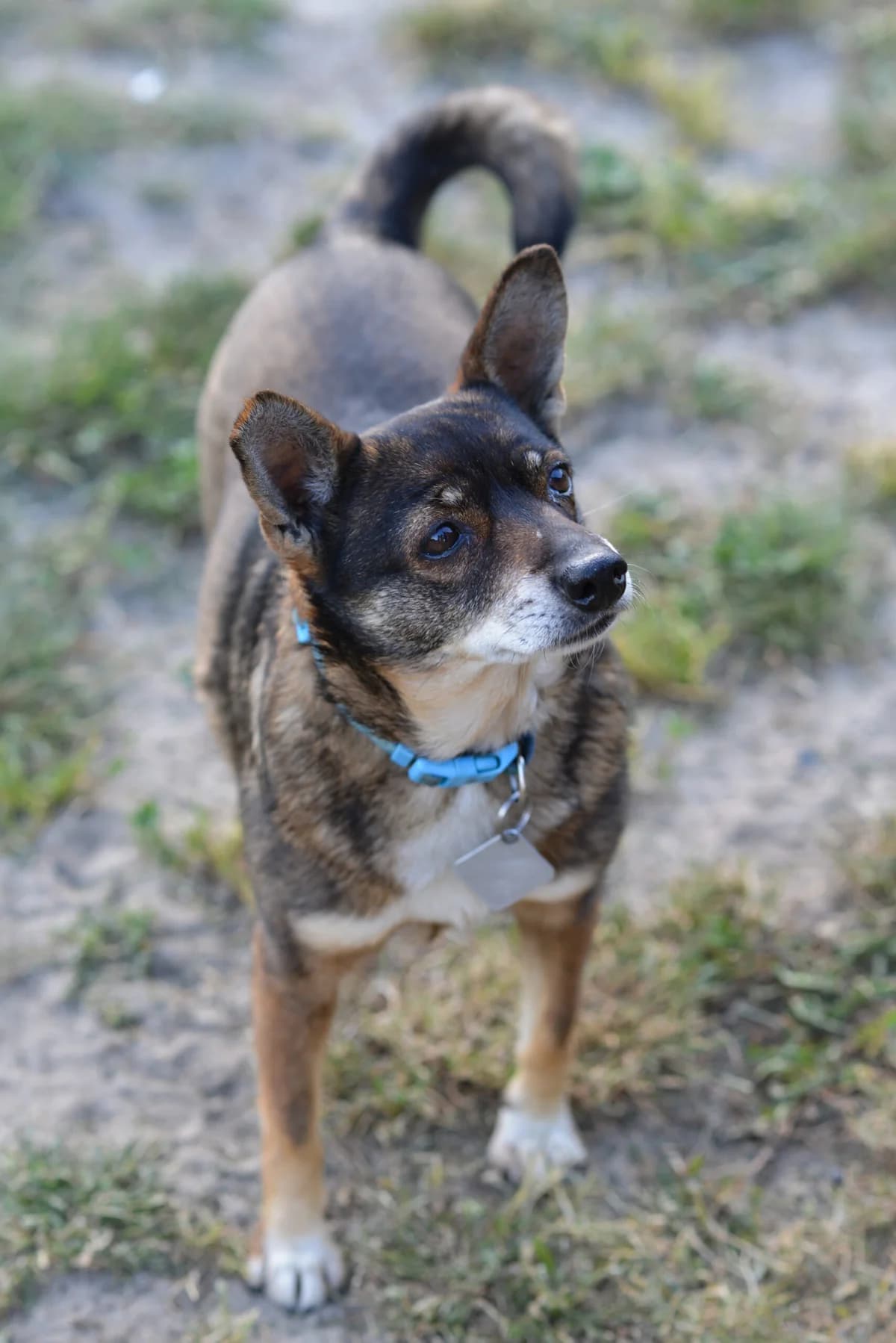 Zosia, Mixed Breed for adoption at Oaza dla Zwierząt Mielec