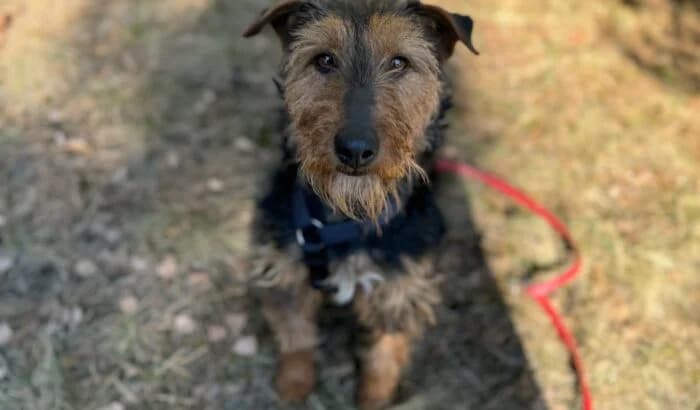 Aza, female senior Mixed Breed for adoption at OTOZ Animals Oświecim