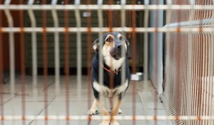 Diablo, male Mixed Breed for adoption at OTOZ Animals Oświecim