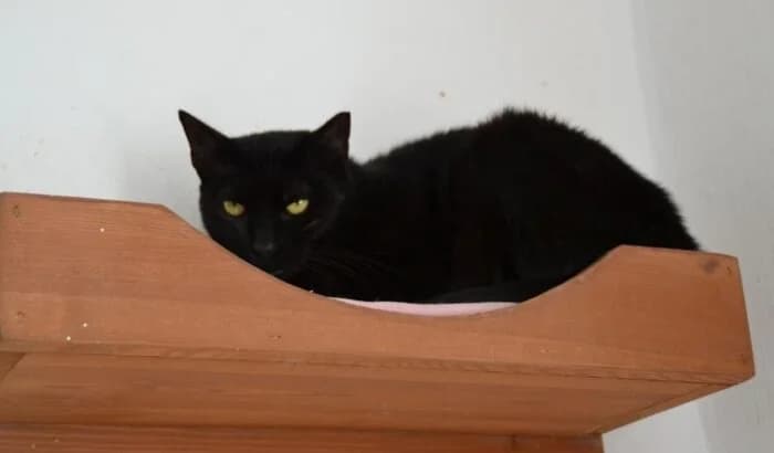 Gunio, female Mixed Breed for adoption at OTOZ Animals Oświecim