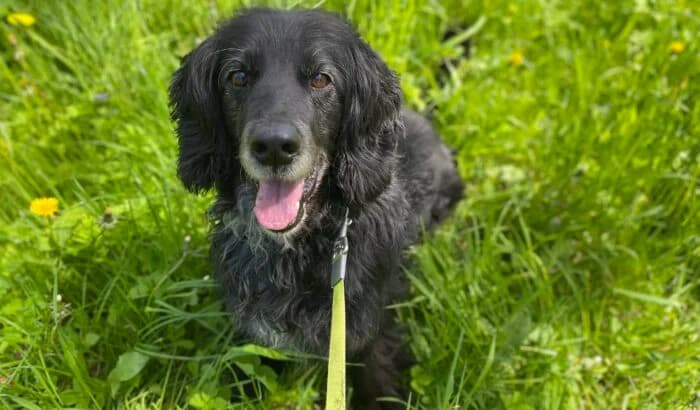 Loluś, senior Mixed Breed for adoption at OTOZ Animals Oświecim