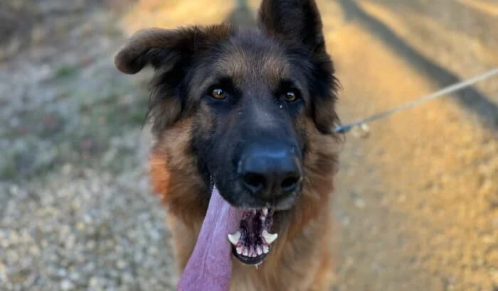 Lucky, male 5yo Mixed Breed for adoption at OTOZ Animals Oświecim