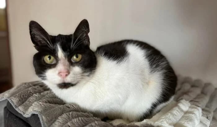 Milusia, senior Mixed Breed for adoption at OTOZ Animals Oświecim