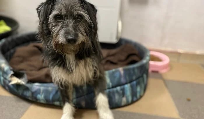 Wnyczka, female Mixed Breed for adoption at OTOZ Animals Oświecim