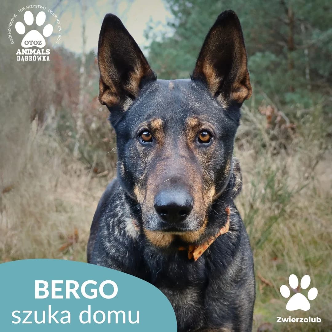Schronisko dla zwierząt w Dąbrówce, senior Mixed Breed for adoption at Schronisko dla Bezdomnych Zwierząt w Dąbrówce