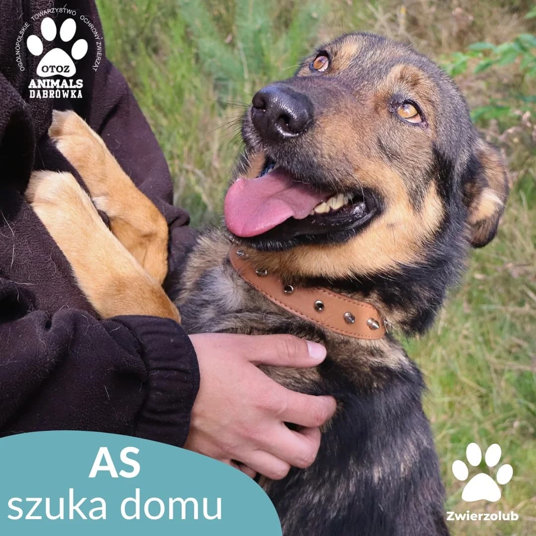Schronisko dla zwierząt w Dąbrówce, male 4yo Mixed Breed for adoption at Schronisko dla Bezdomnych Zwierząt w Dąbrówce