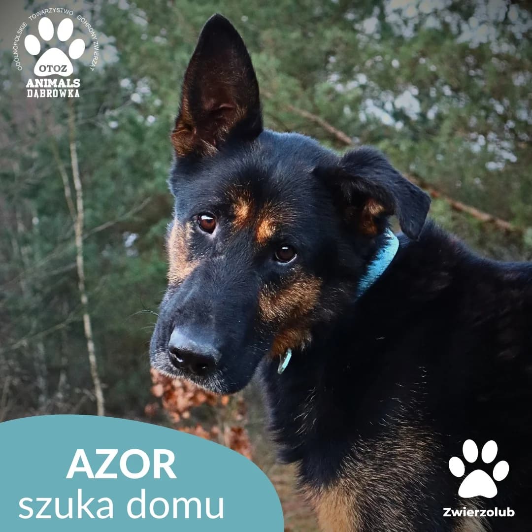 Schronisko dla zwierząt w Dąbrówce, male young Mixed Breed for adoption at Schronisko dla Bezdomnych Zwierząt w Dąbrówce