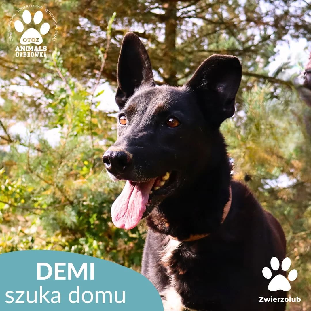 Schronisko dla zwierząt w Dąbrówce, senior Mixed Breed for adoption at Schronisko dla Bezdomnych Zwierząt w Dąbrówce