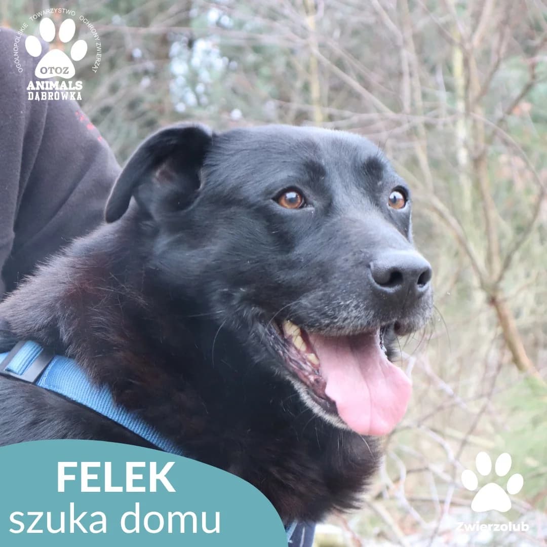 Schronisko dla zwierząt w Dąbrówce, 5yo Mixed Breed for adoption at Schronisko dla Bezdomnych Zwierząt w Dąbrówce