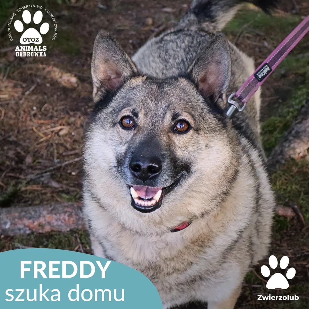 Schronisko dla zwierząt w Dąbrówce, male 7yo Mixed Breed for adoption at Schronisko dla Bezdomnych Zwierząt w Dąbrówce