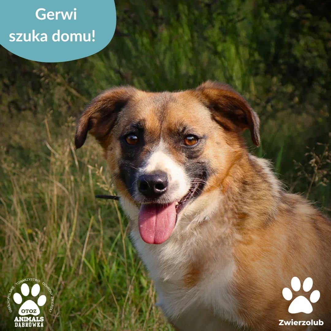 Schronisko dla zwierząt w Dąbrówce, male 5yo Mixed Breed for adoption at Schronisko dla Bezdomnych Zwierząt w Dąbrówce