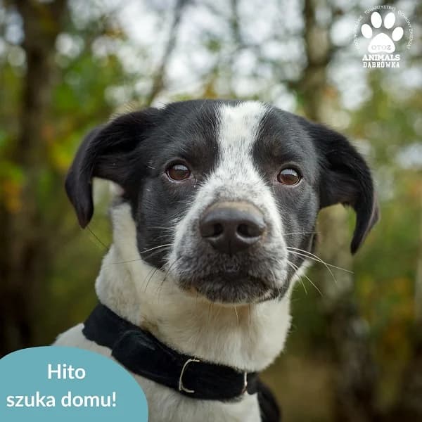 Schronisko dla zwierząt w Dąbrówce, 6yo Mixed Breed for adoption at Schronisko dla Bezdomnych Zwierząt w Dąbrówce