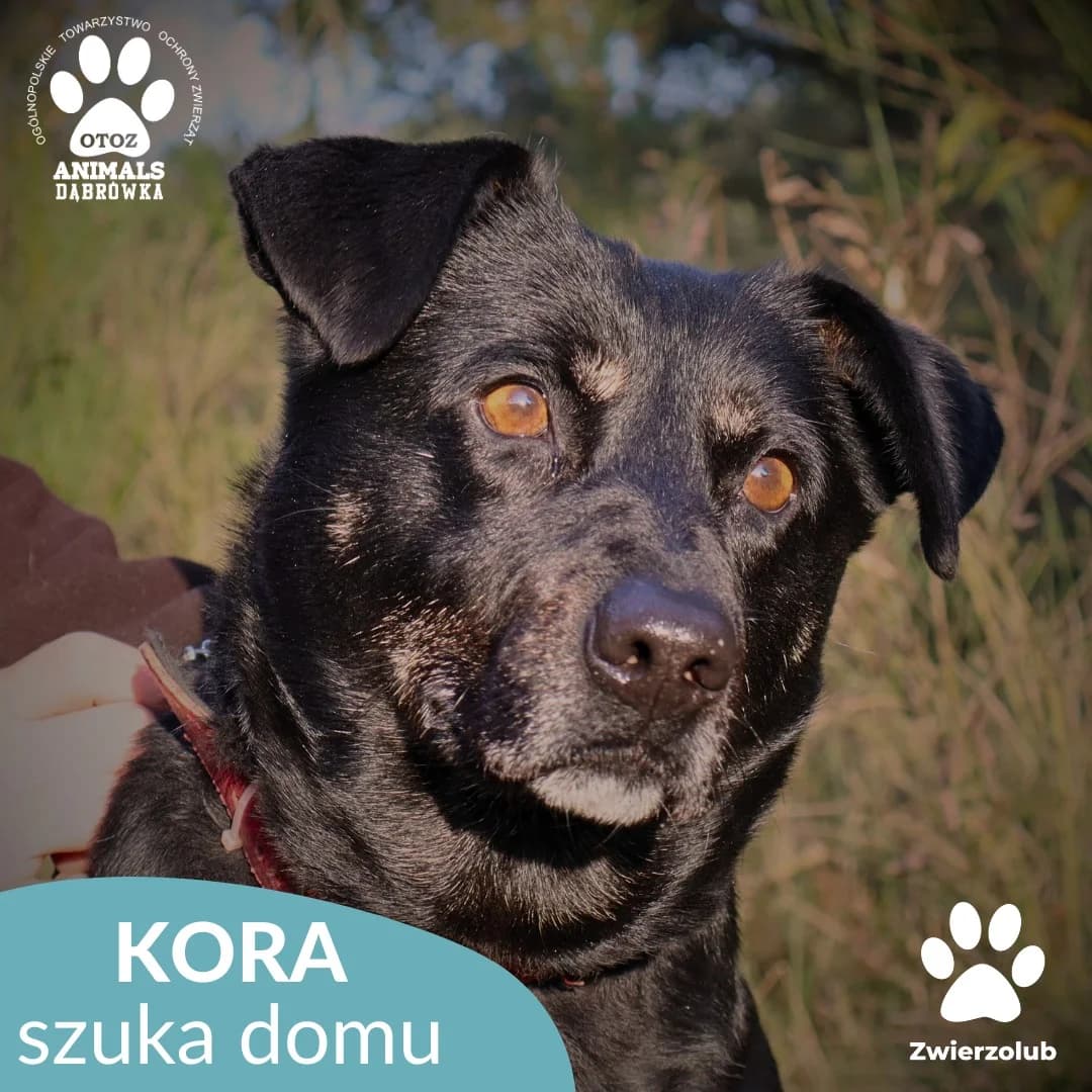 Schronisko dla zwierząt w Dąbrówce, 6yo Mixed Breed for adoption at Schronisko dla Bezdomnych Zwierząt w Dąbrówce