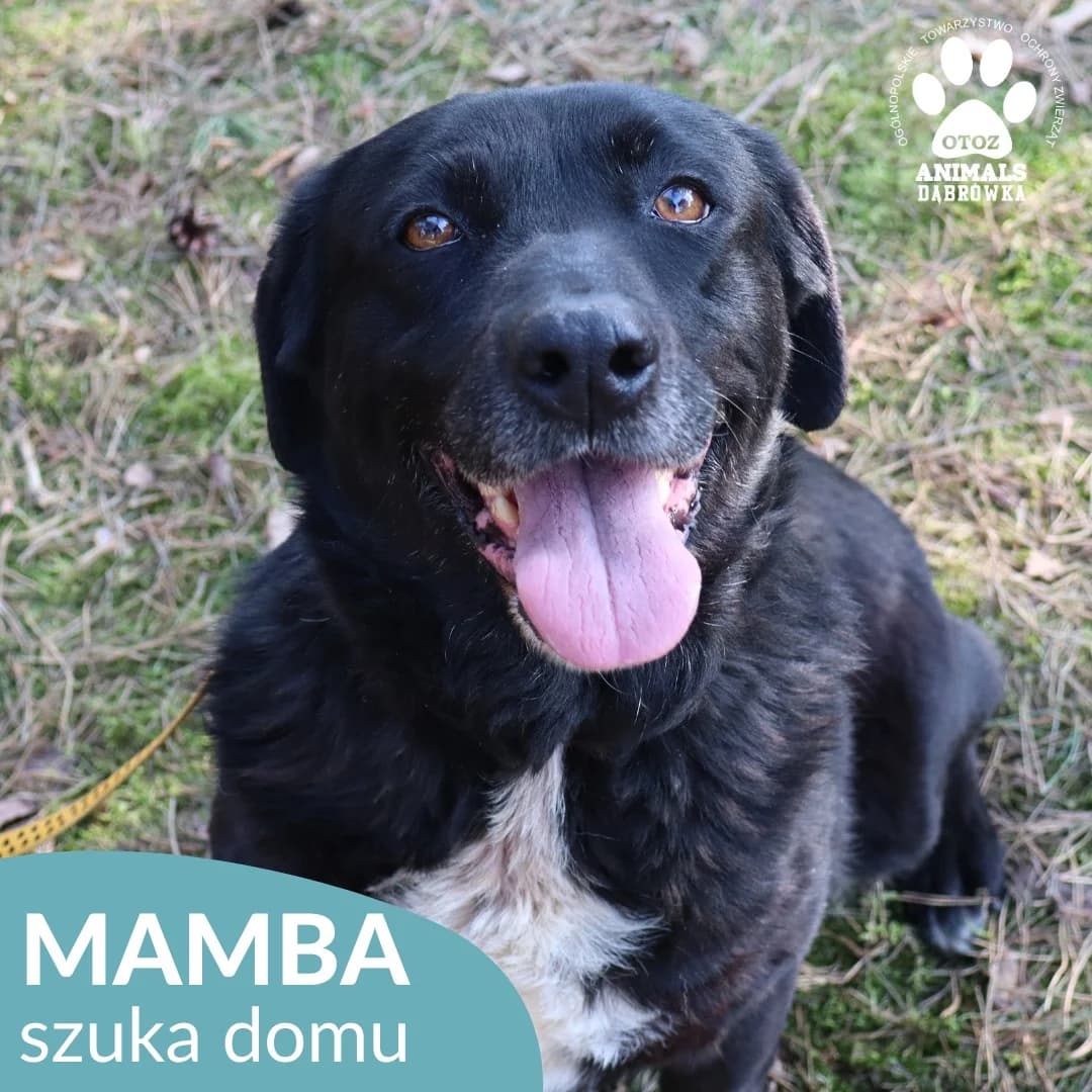 Schronisko dla zwierząt w Dąbrówce, 6yo Mixed Breed for adoption at Schronisko dla Bezdomnych Zwierząt w Dąbrówce