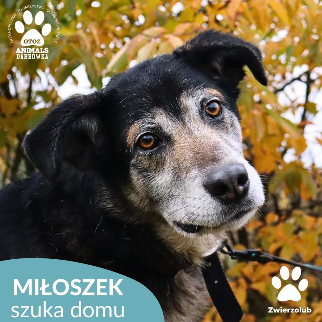 Schronisko dla zwierząt w Dąbrówce, senior Mixed Breed for adoption at Schronisko dla Bezdomnych Zwierząt w Dąbrówce