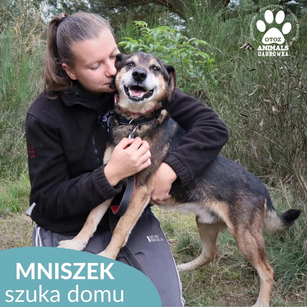 Schronisko dla zwierząt w Dąbrówce, male 7yo Mixed Breed for adoption at Schronisko dla Bezdomnych Zwierząt w Dąbrówce