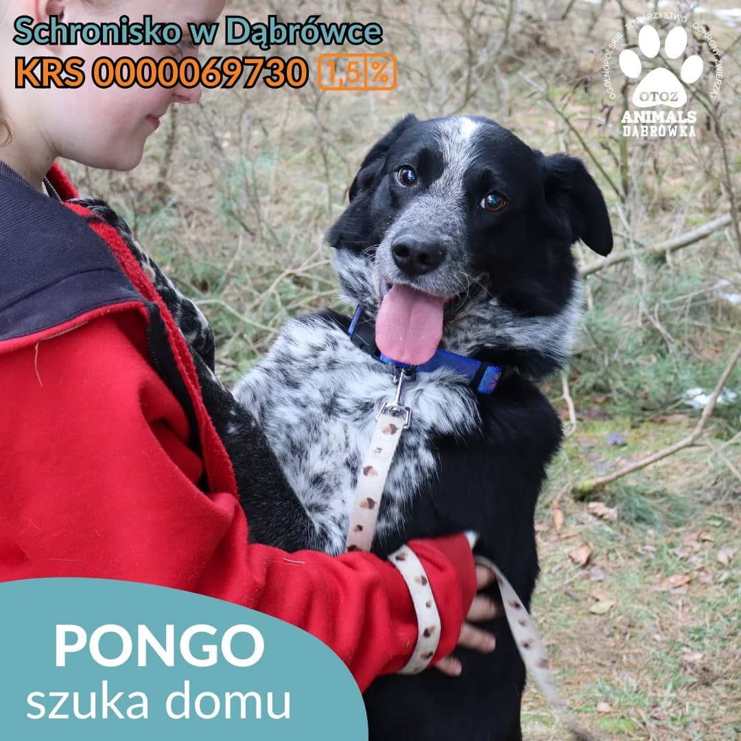 Schronisko dla zwierząt w Dąbrówce, 4yo Mixed Breed for adoption at Schronisko dla Bezdomnych Zwierząt w Dąbrówce