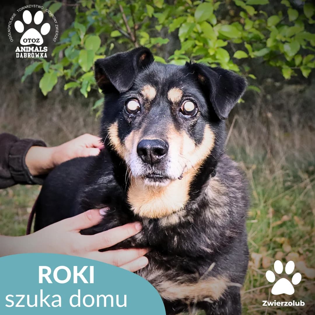 Schronisko dla zwierząt w Dąbrówce, male senior Mixed Breed for adoption at Schronisko dla Bezdomnych Zwierząt w Dąbrówce