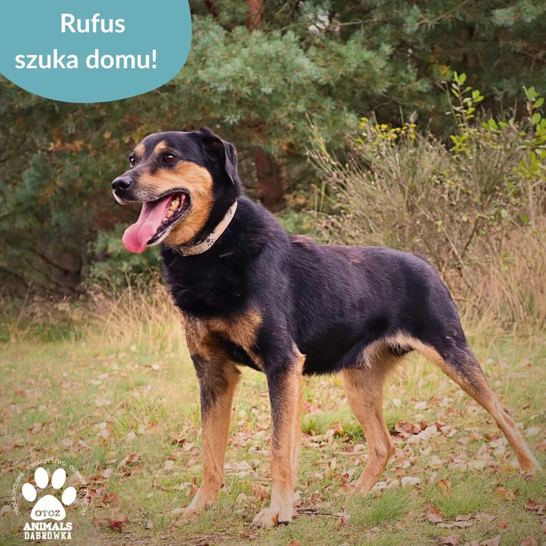Schronisko dla zwierząt w Dąbrówce, male 6yo Mixed Breed for adoption at Schronisko dla Bezdomnych Zwierząt w Dąbrówce
