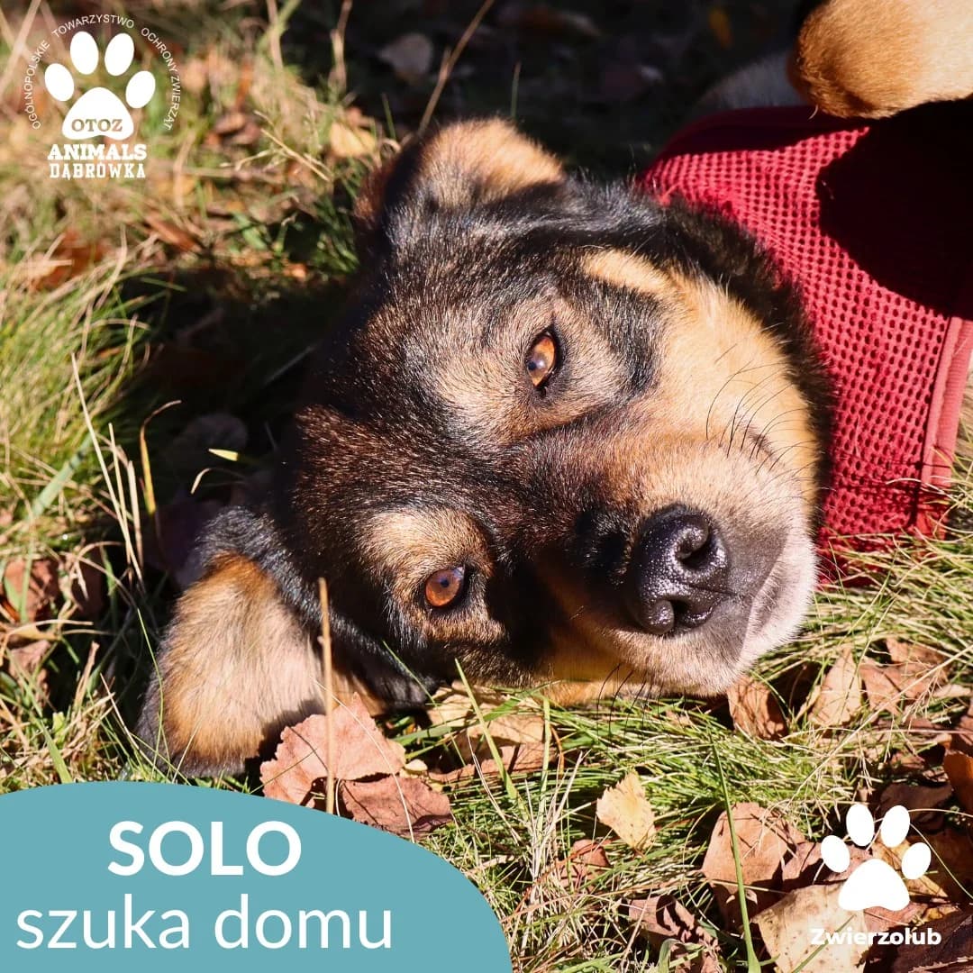 Schronisko dla zwierząt w Dąbrówce, male 3yo Mixed Breed for adoption at Schronisko dla Bezdomnych Zwierząt w Dąbrówce