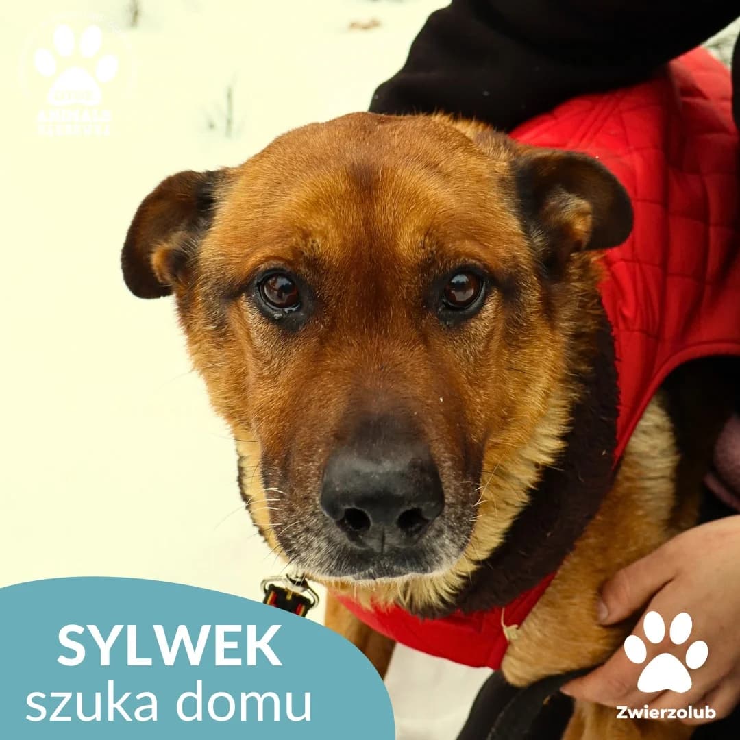Schronisko dla zwierząt w Dąbrówce, male 6yo Mixed Breed for adoption at Schronisko dla Bezdomnych Zwierząt w Dąbrówce