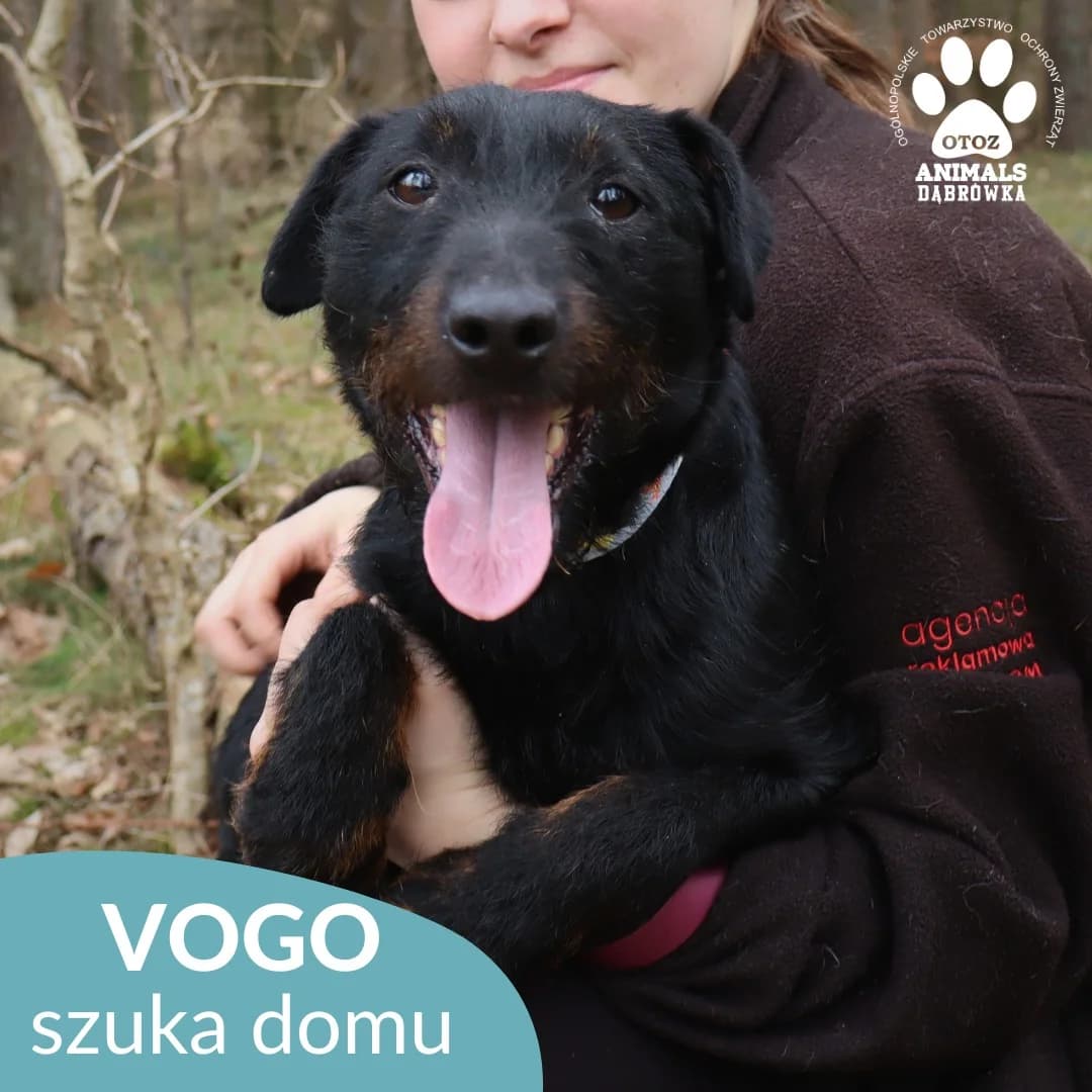 Schronisko dla zwierząt w Dąbrówce, male Mixed Breed for adoption at Schronisko dla Bezdomnych Zwierząt w Dąbrówce
