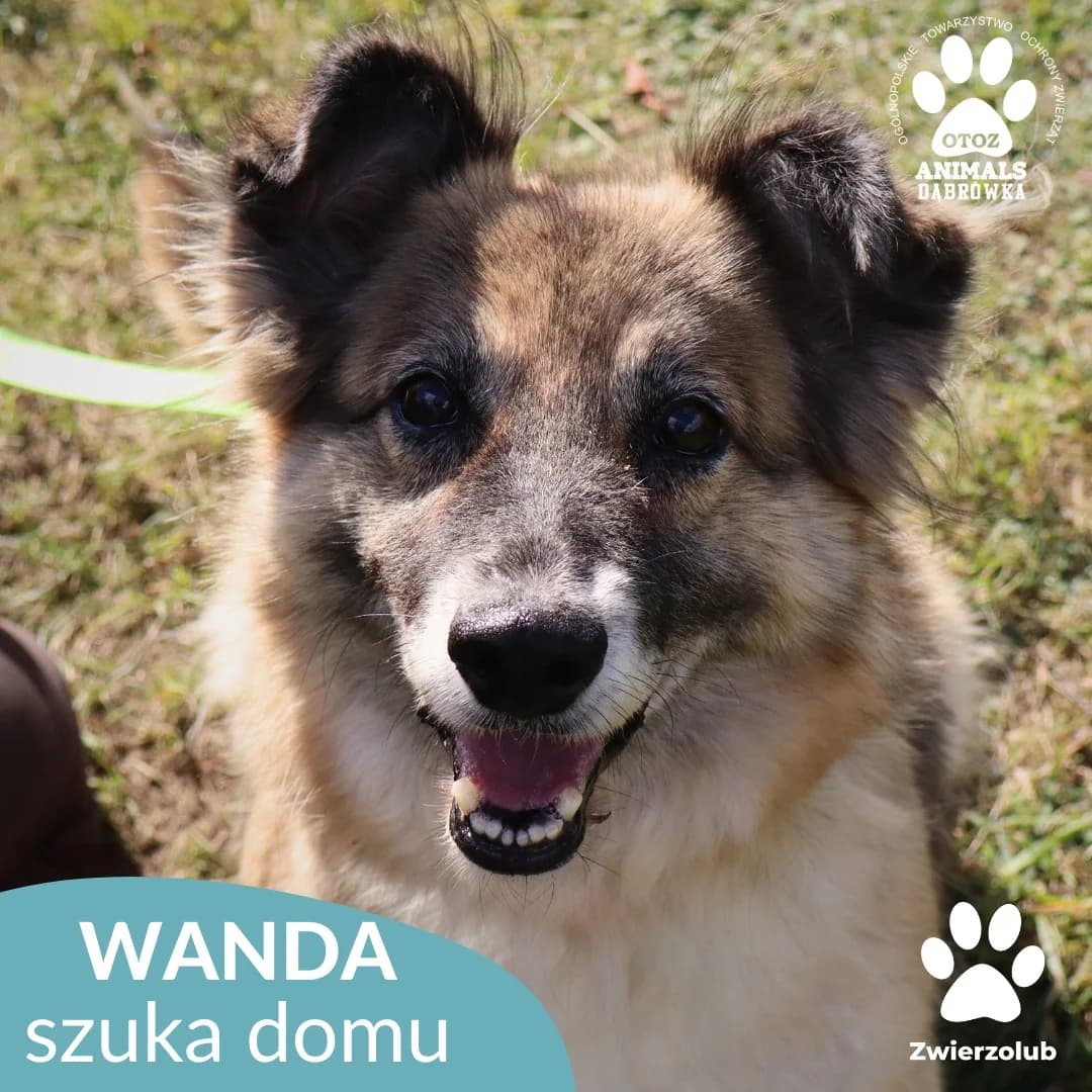 Schronisko dla zwierząt w Dąbrówce, senior Mixed Breed for adoption at Schronisko dla Bezdomnych Zwierząt w Dąbrówce