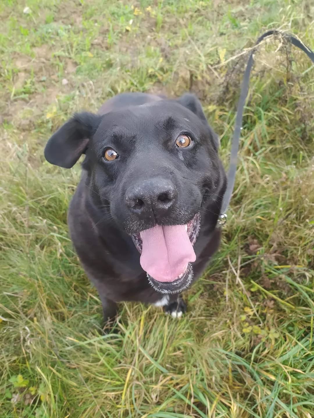 Borys, male Mixed Breed for adoption at OtoŻ Płock