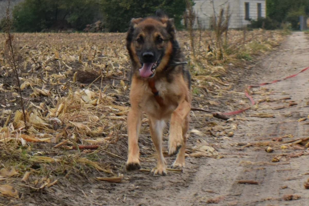 Rico, male Mixed Breed for adoption at OtoŻ Płock