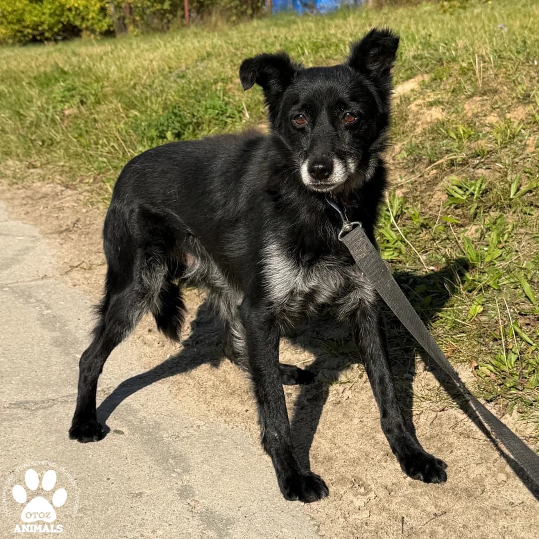 Fiesta, czarny male young mixed breed for adoption at OTOZ Animals — Schronisko w Starogardzie Gdańskim