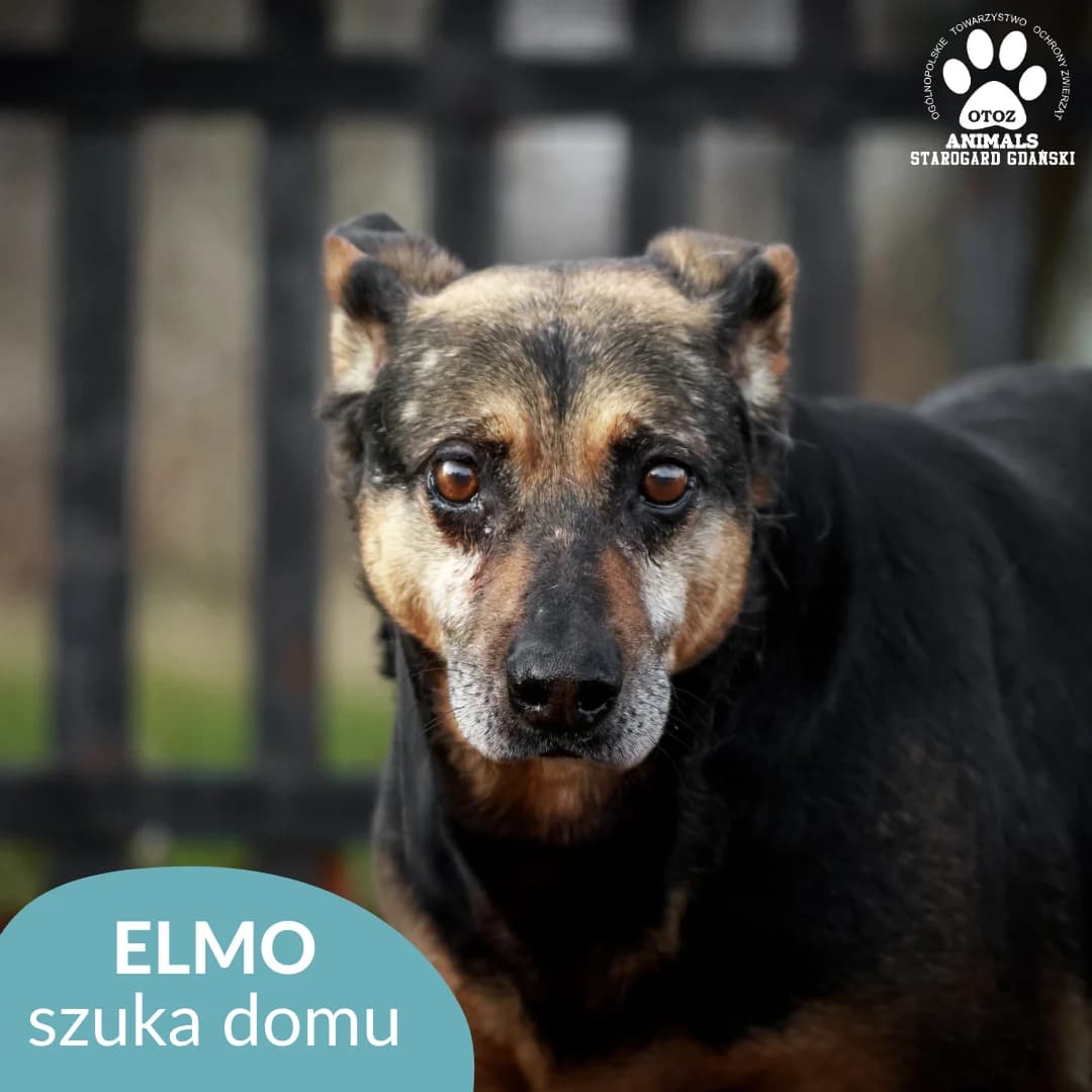 Elmo, podpalany male senior mixed breed for adoption at OTOZ Animals — Schronisko w Starogardzie Gdańskim