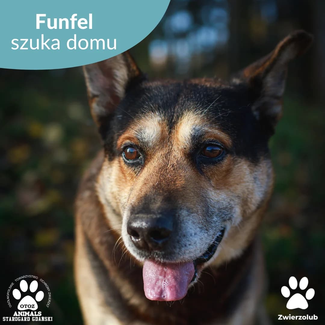 Rufus, brązowy, podpalany male 5yo mixed breed for adoption at OTOZ Animals — Schronisko w Starogardzie Gdańskim