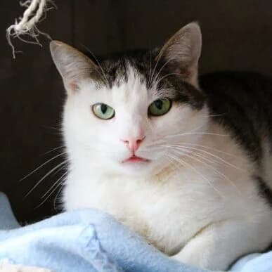 Seler, biały, tabby / pręgowany male young mixed breed for adoption at OTOZ Animals — Schronisko w Starogardzie Gdańskim