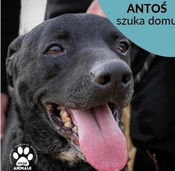 Antek, male 5yo Mixed Breed for adoption at OTOZ Animals — Schronisko w Starogardzie Gdańskim